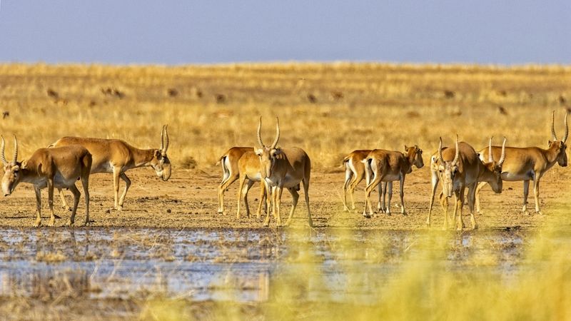 сайгаки, заказник,утро. Сайгаки.photo preview