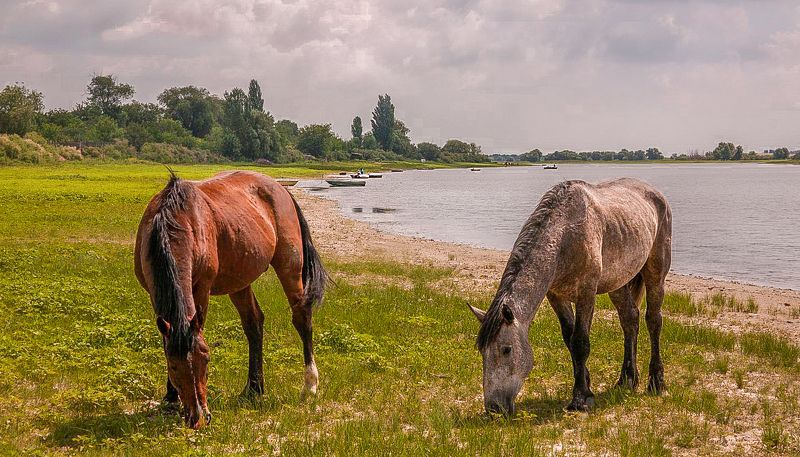 у села  камышово ЛЕТО  В  ДЕРЕВНЕphoto preview
