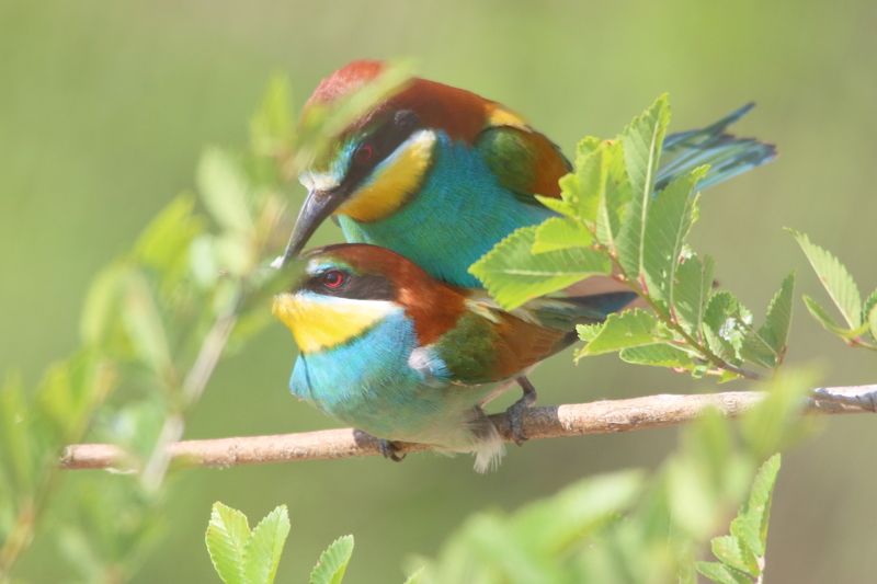 животные, дикая природа, природа, птицы, щурки, весна, анималистика Время любитьphoto preview