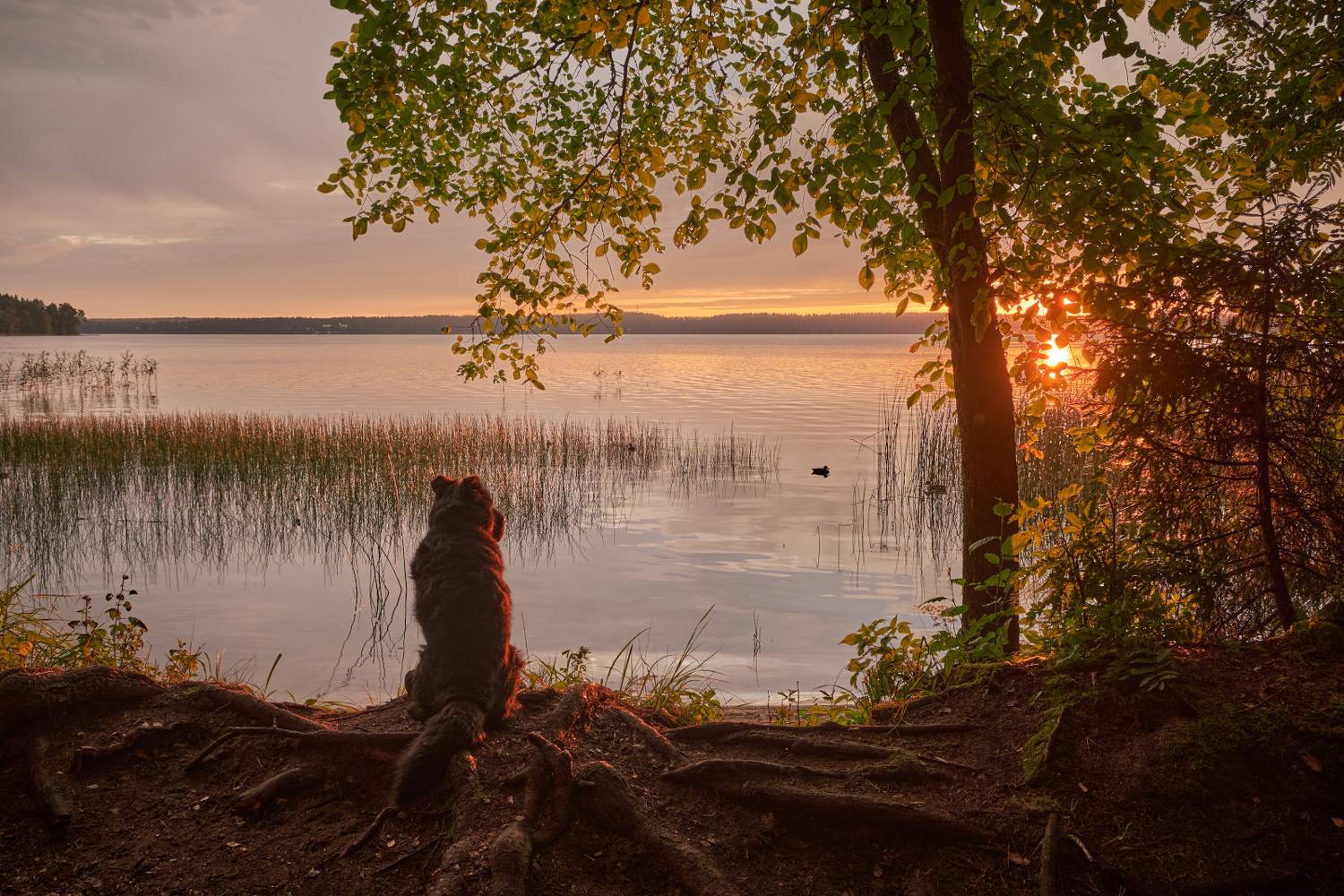 Рассвет на Валдайском озере. Автор: Горшков Игорь рассвет,валдай,валдайское озеро,озеро,собака,берег,утро,летнее утро, Горшков Игорь