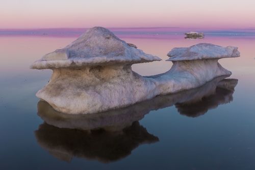 Арктические грибочки