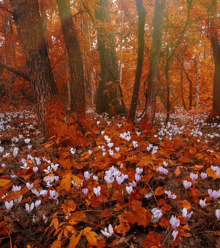 Deep Forest Magic