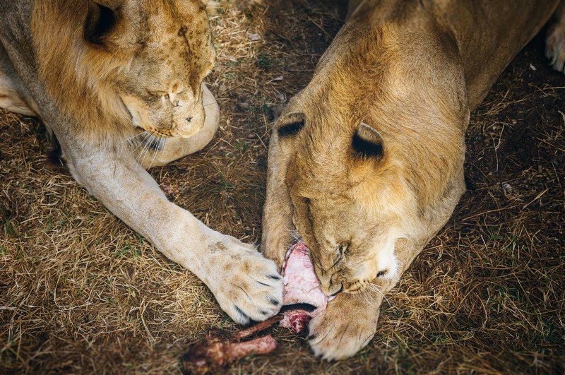 Animals, Color, Food, Light, Nature, Nikon, Wildlife Трапезаphoto preview