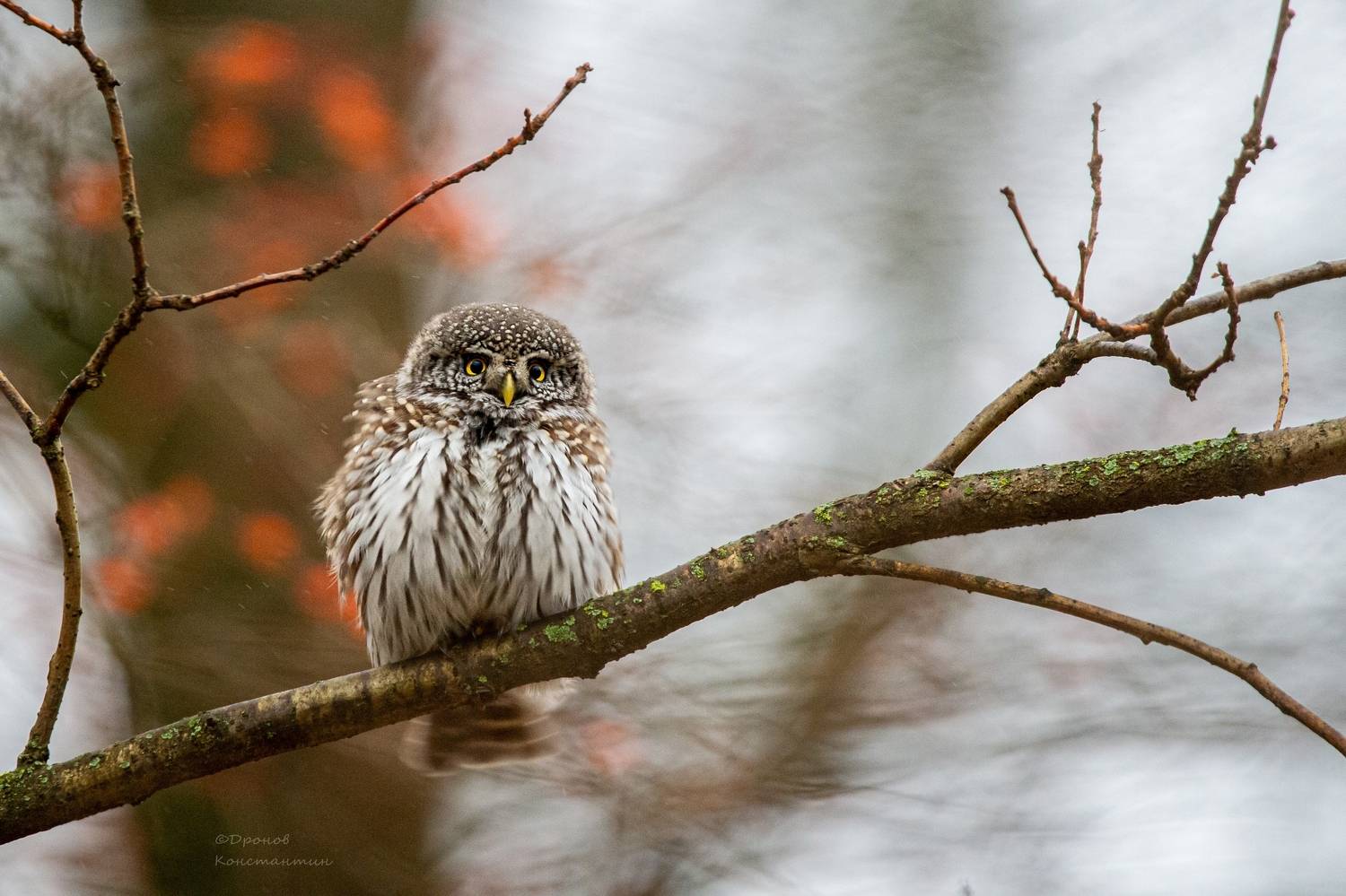 птицы, фотоохота, сова, сычик, Дронов Константин