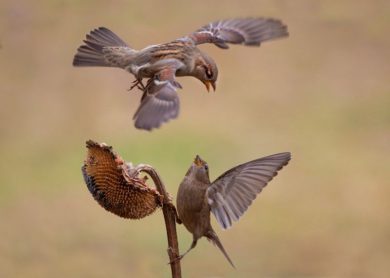 Соревнованиеphoto preview