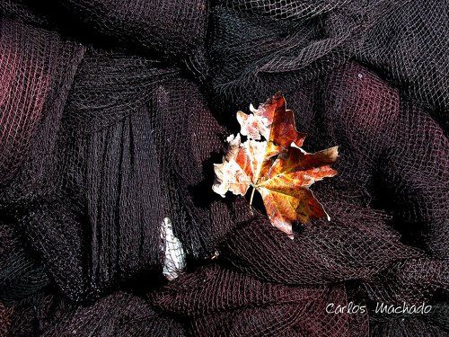 Leafe in fishnets 