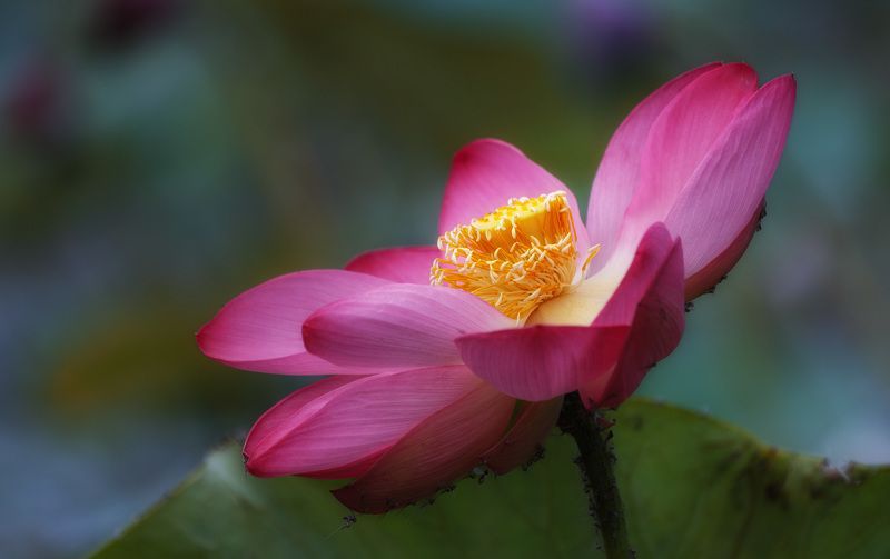 Астрахань дельта раскаты лотосы Как цветут лотосы...photo preview