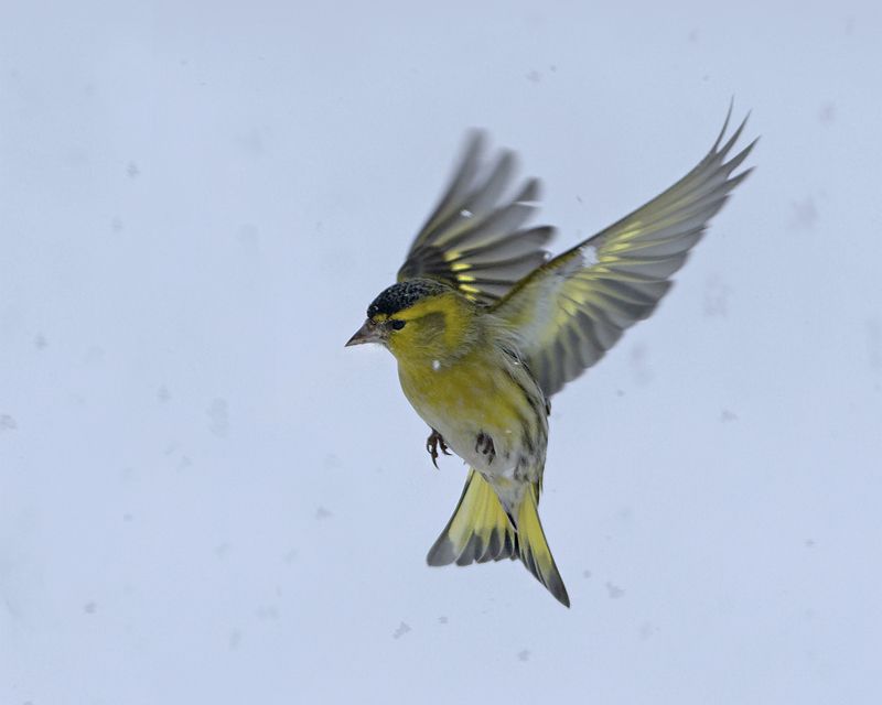 Чиж в снегуphoto preview