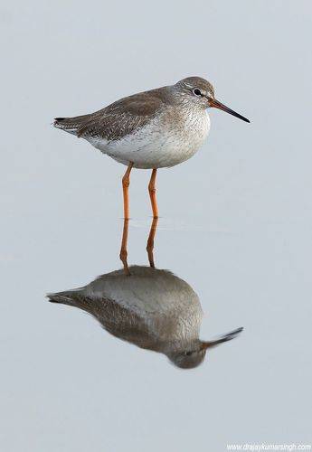 Common redshank