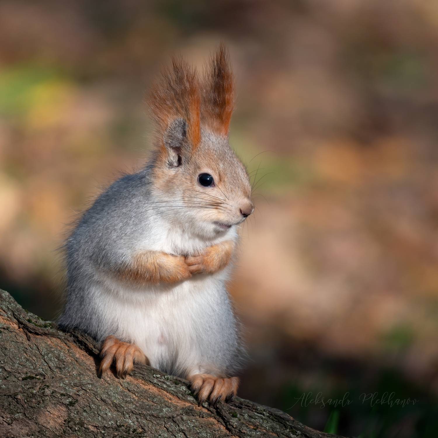 белка, Плеханов Александр