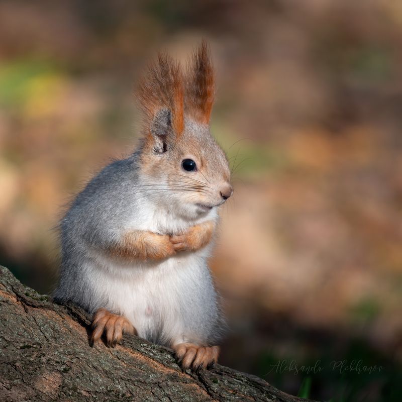 белка Опять пришлаphoto preview