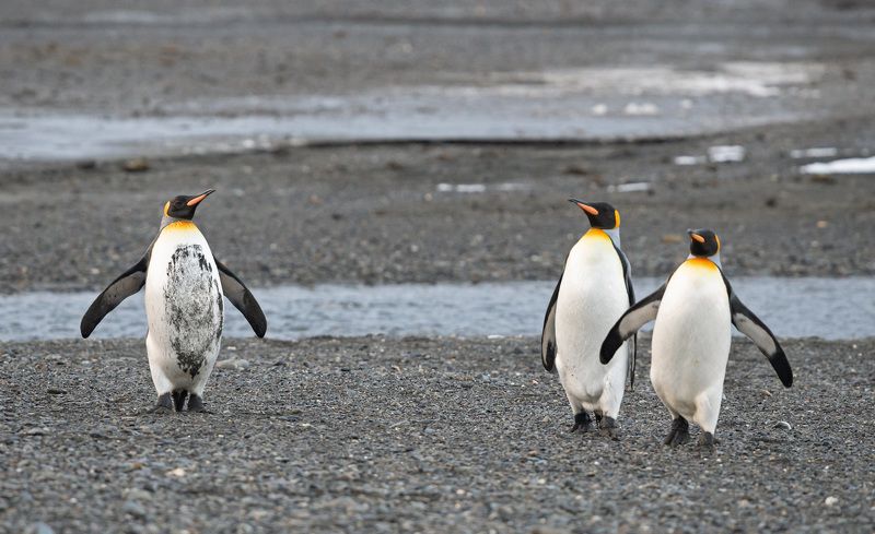 Ты где шлялся?photo preview