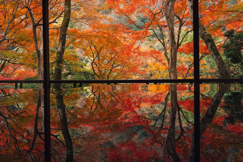 Red Autumn Leavesphoto preview