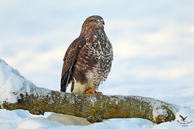 Зима однако пришла.photo preview