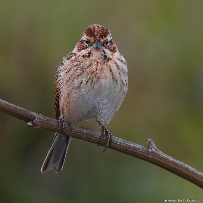 овсянка,птица, Reed bunting.photo preview
