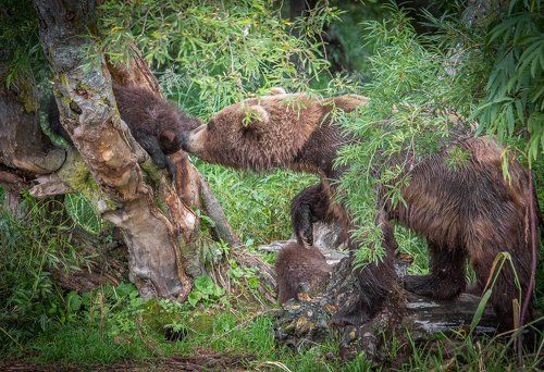 - Мам, я болбше не буду !