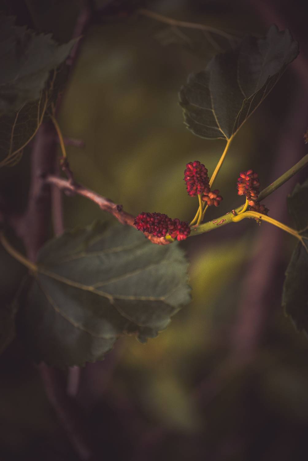 , Silvina S&aacute;nchez