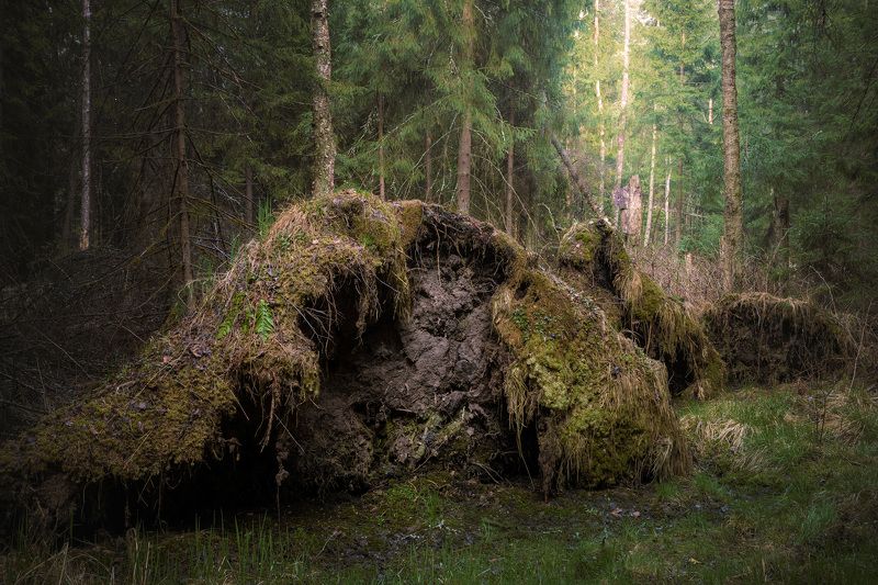 После летнего дождяphoto preview