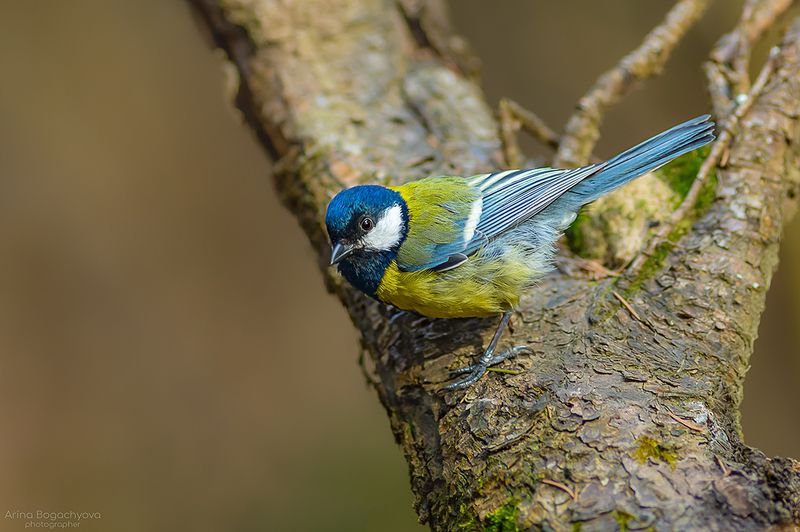 Синичкиphoto preview