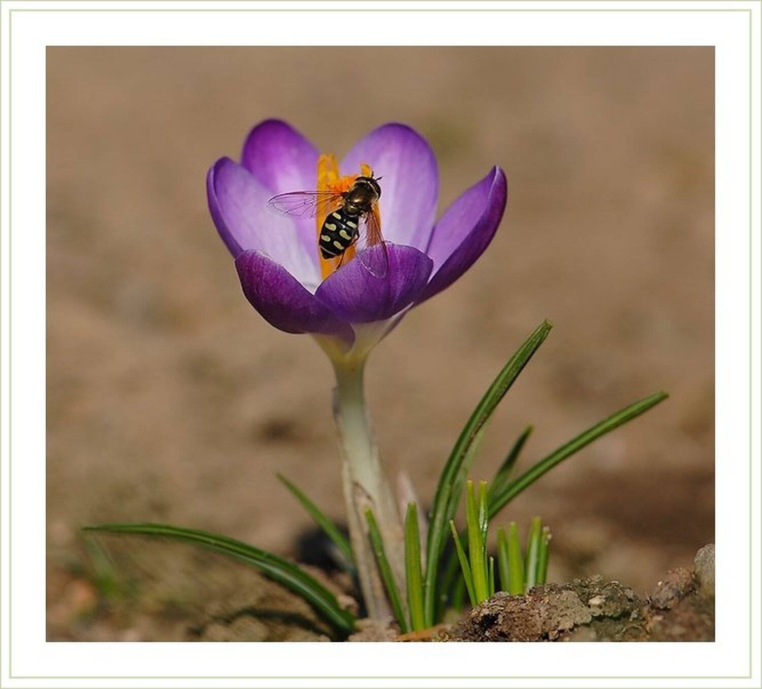 крокус,мушка,журчалка, chark