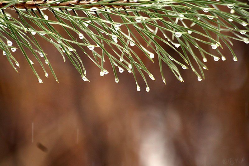 весна капли дождь сосна Springphoto preview