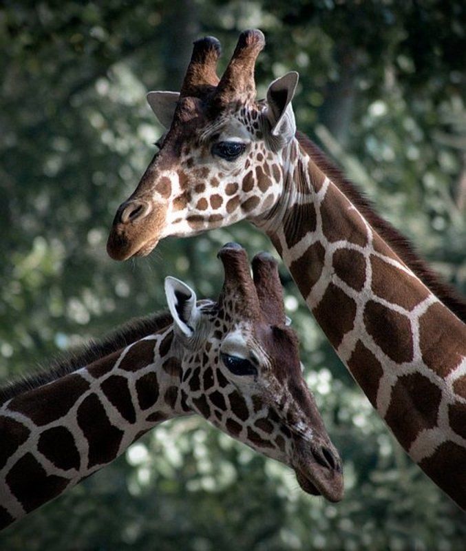 жираф, природа, животные парочка...photo preview