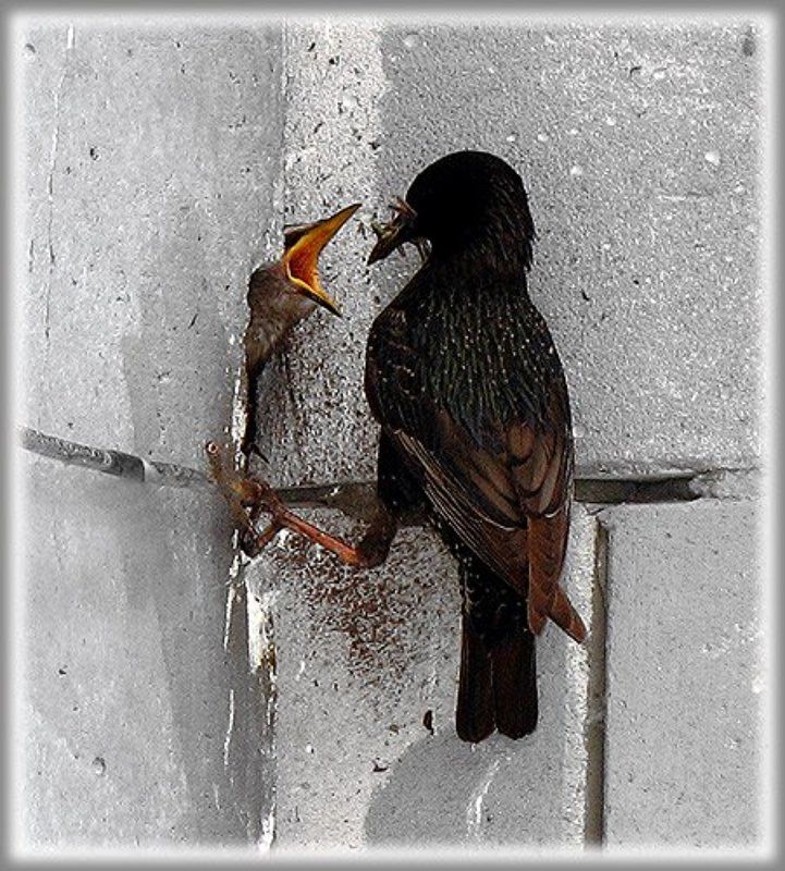 родительская доляphoto preview