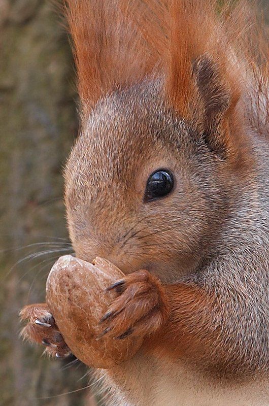 белка А орешки не простые, а орешки.. грецкие.photo preview