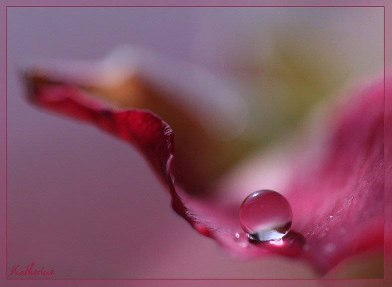 капля, роза, Екатерина Огарская