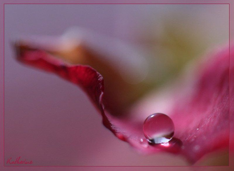 капля, роза *photo preview