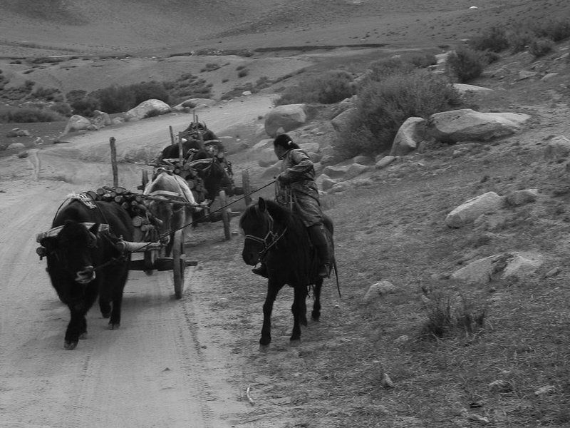 Монголия, бык, арба, дрова, девушка Откуда дровишки?photo preview