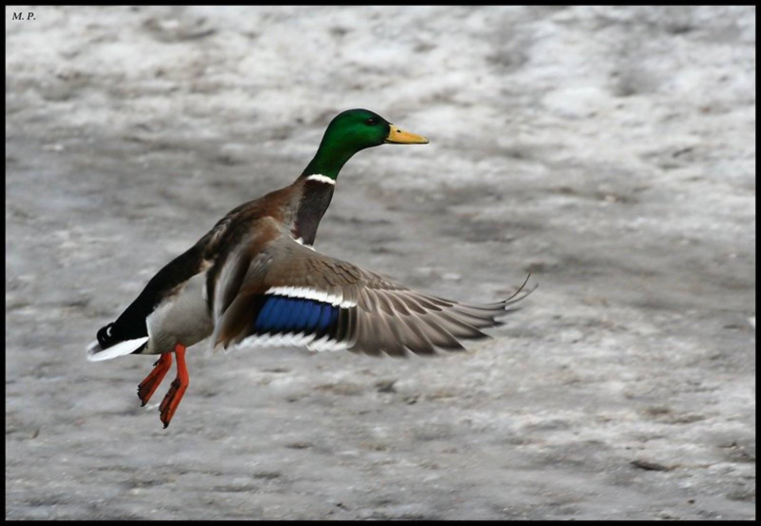 утка, Петрова Мария