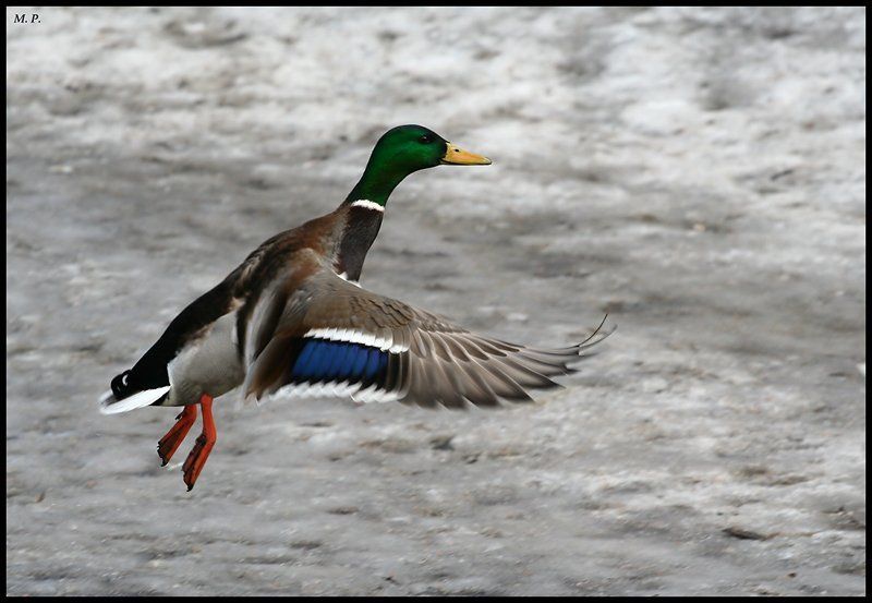 утка Весна...Утки полетели...photo preview