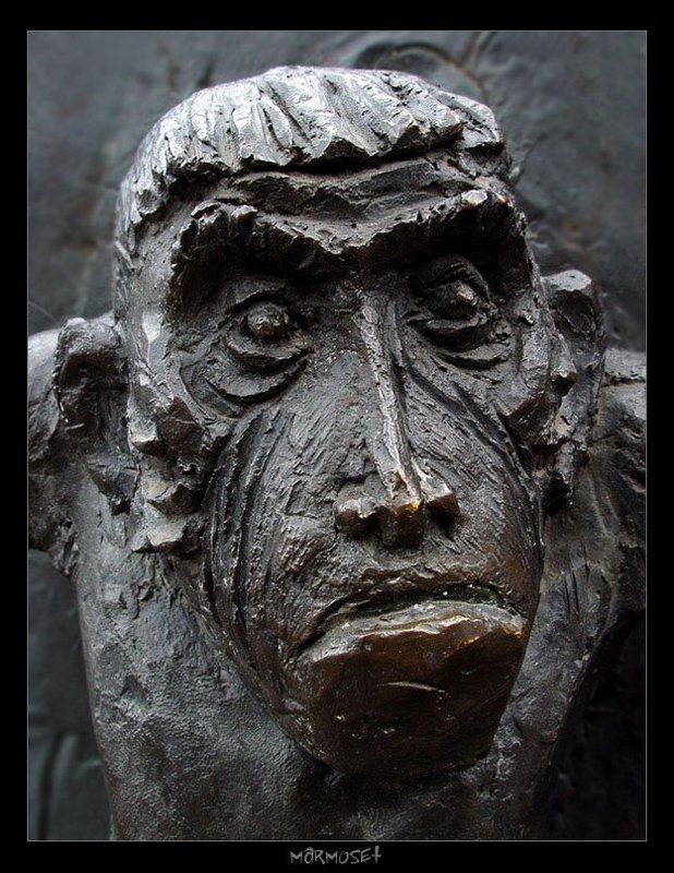 мартышка marmosetphoto preview