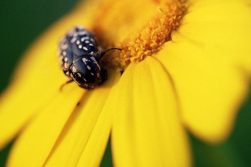 макро, цветок, букашка, весна #10photo preview