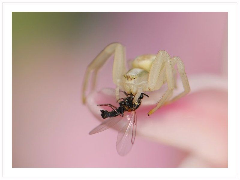 паучок В надёжных лапахphoto preview