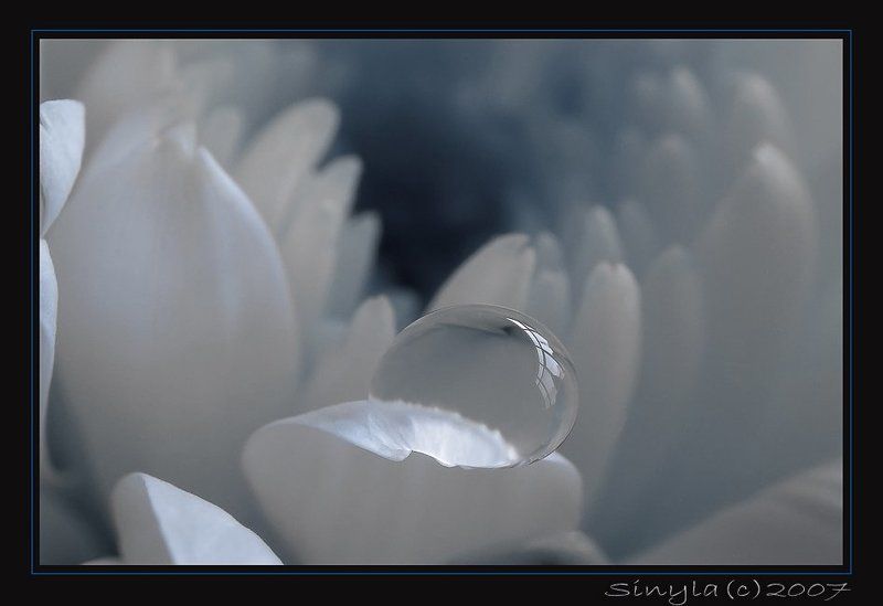 Макро, капля, хризантема Хрустальphoto preview