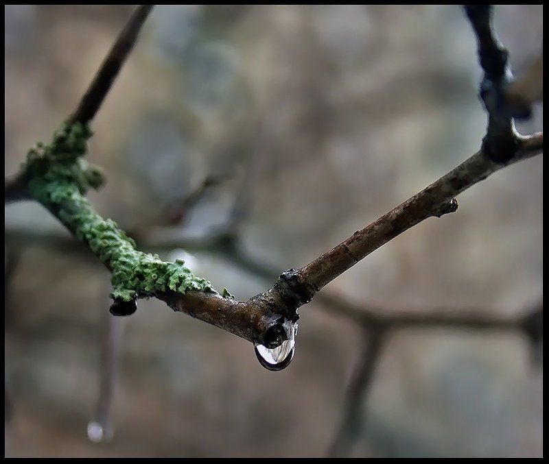 слеза, весна, капля, вода Весенняя слезаphoto preview