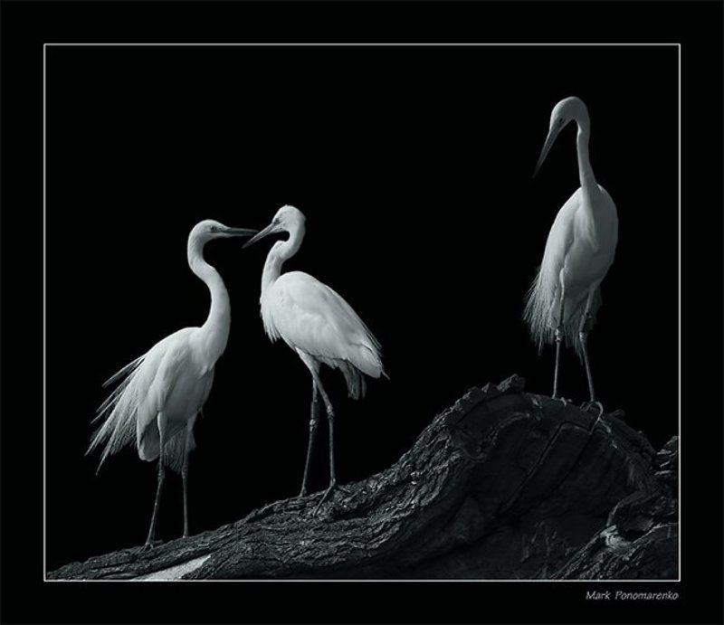 третий лишний...photo preview