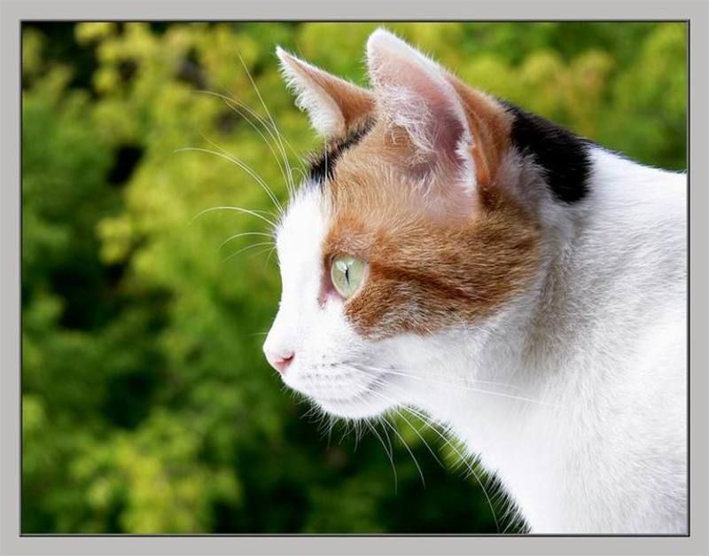 трехцветphoto preview