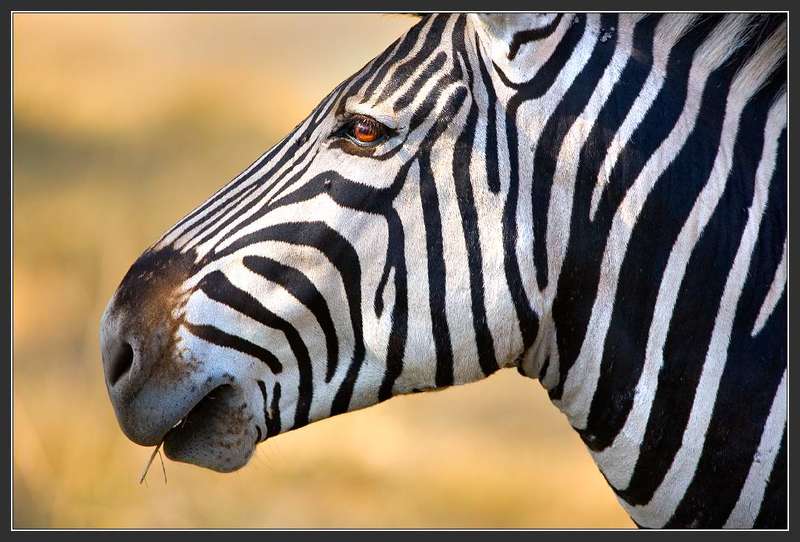 Африка, Ботсванна, Зебра Отрочествоphoto preview