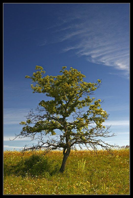 Дерево облако ~ 060 ~photo preview