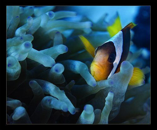 Про золотую рыбку