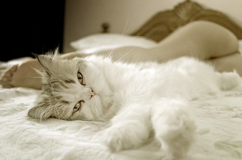 кошка,гламур,девушка /ophoto preview