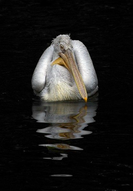 пеликан, птицы про соню...photo preview