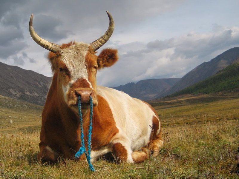 Портрет Трудягиphoto preview