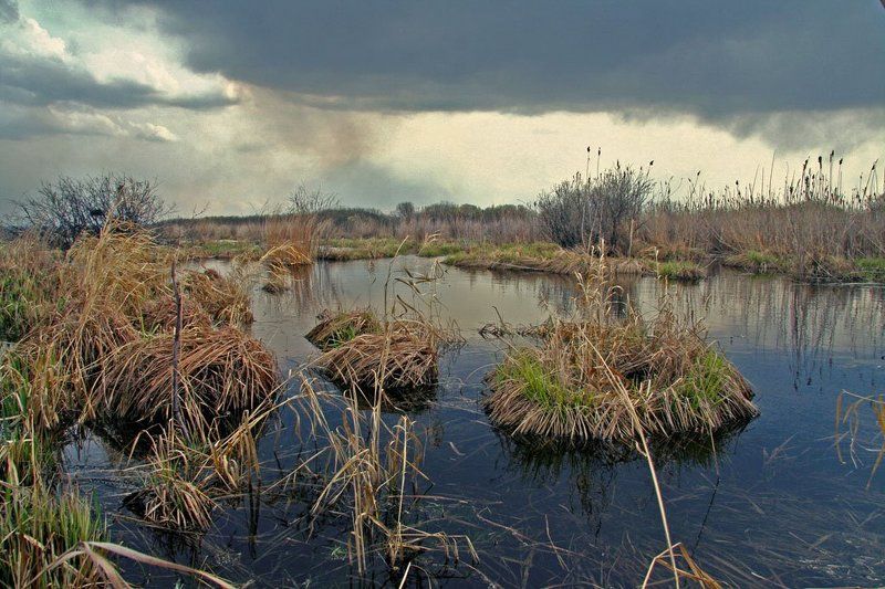 болото, камыш, кочки, гроза шумел камышphoto preview