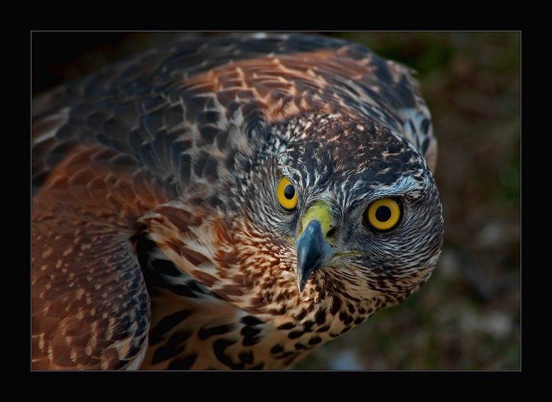 глаза, хищник, птица, взгляд, i_go Орлинный взор, напор...photo preview