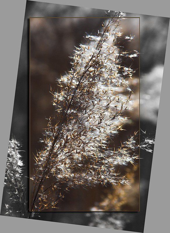 Отголоски осениphoto preview