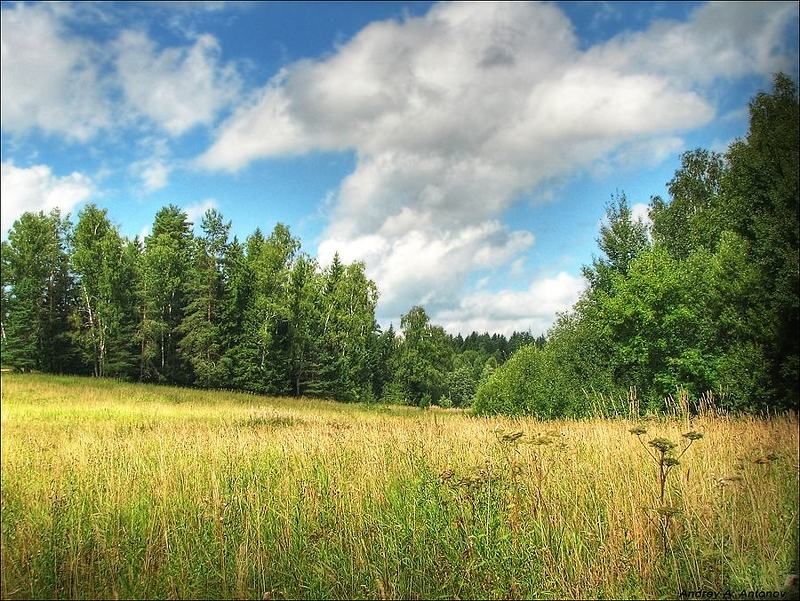 подмосковье, лето Лето 2photo preview